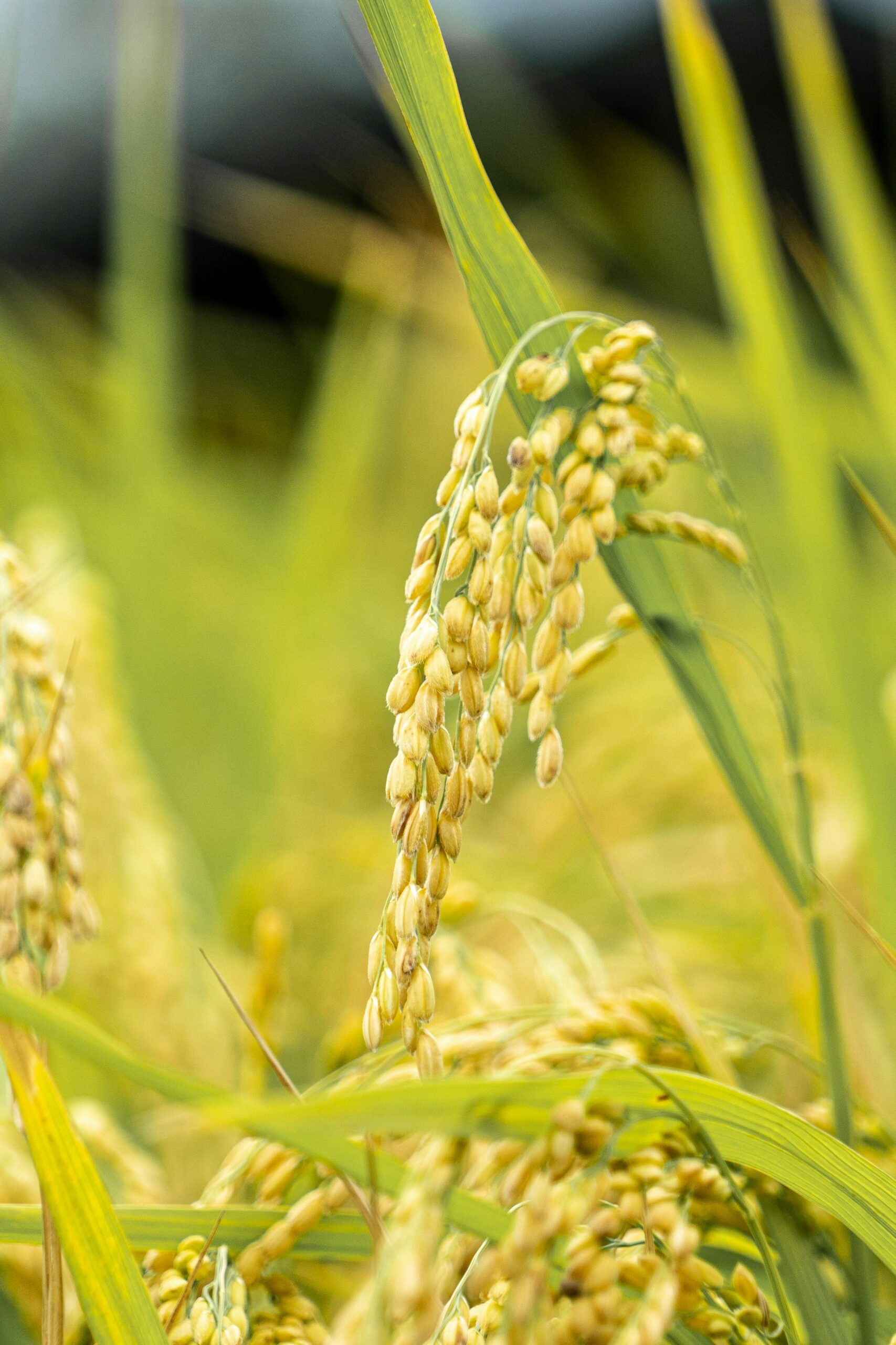 Riz